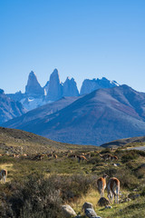 Cute group of guanaco famous local wild nature animal grazing golden yellow grass in autumn, south Patagonia, Chile and Argentina, most iconic beautiful tourism place