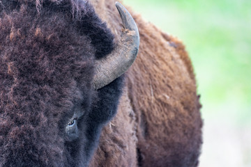 Buffalo