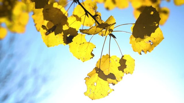 Sunny autumn aspen leaves over blue sky
