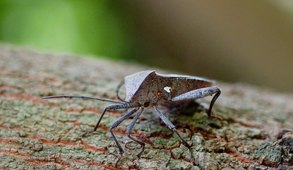 macro
