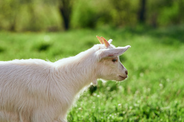 goat on a meadow