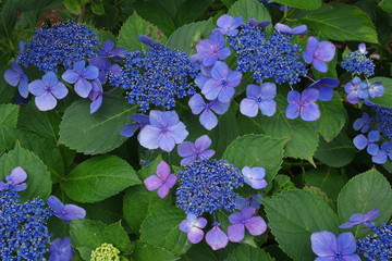 山紫陽花 K3BP2441