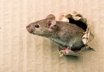 Mouse Breaking Through a Carton Wall