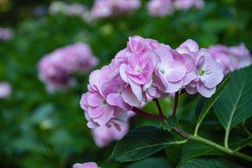 Obraz premium Pink hydrangea flower in the garden