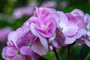 Fototapeta na wymiar Pink hydrangea flowers in the garden , closeup