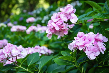 Pink hydrangea flowers in the garden