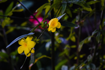 yellow flowers in the garden