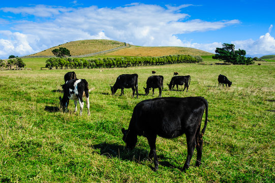 Cows grazing on the Kaikoura Peninsula, South island, New Zealand