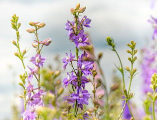 Confetti Flower Fields at Wick near Pershore Worcestershire with delphiniums 