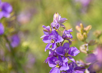 Confetti Flower Fields at Wick near Pershore Worcestershire with delphiniums 