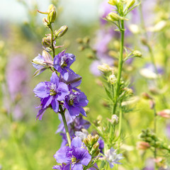 Confetti Flower Fields at Wick near Pershore Worcestershire with delphiniums 