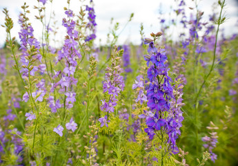 Confetti Flower Fields at Wick near Pershore Worcestershire with delphiniums 