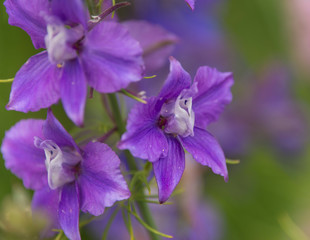 Confetti Flower Fields at Wick near Pershore Worcestershire with delphiniums 