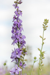 Obraz premium Confetti Flower Fields at Wick near Pershore Worcestershire with delphiniums 
