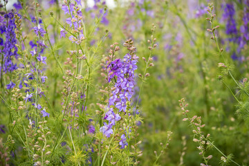 Confetti Flower Fields at Wick near Pershore Worcestershire with delphiniums 