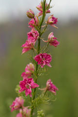Confetti Flower Fields at Wick near Pershore Worcestershire with delphiniums 