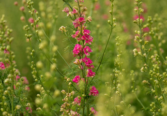 Confetti Flower Fields at Wick near Pershore Worcestershire with delphiniums 