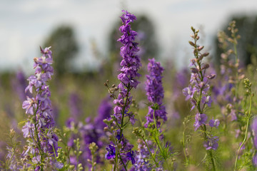 Fototapeta premium Confetti Flower Fields at Wick near Pershore Worcestershire with delphiniums 