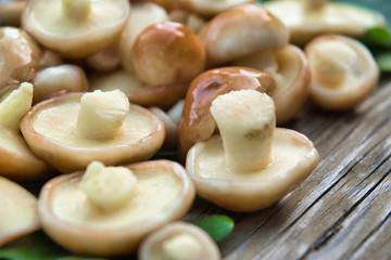 Boletus mushrooms (Suillaceae). Mushrooms boletus for cooking. Boletus mushrooms lie on oak leaves.