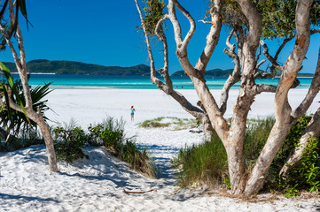 Looking through paper bark trees on Whitehaven Beach, tourists on the sand