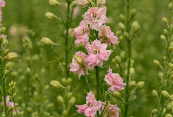 Confetti Flower Fields at Wick near Pershore Worcestershire with delphiniums 