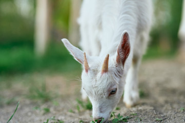 Obraz premium goat on a farm