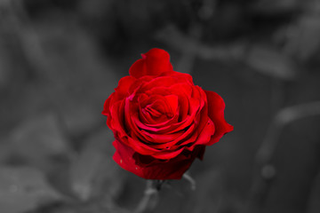 red rose on black background