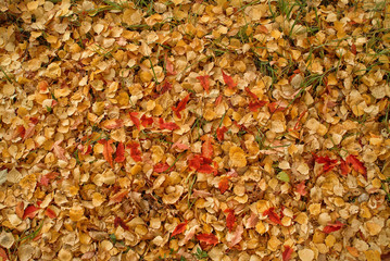 Yellow Autumn Leaves