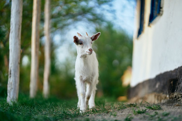 Obraz premium goat on the farm