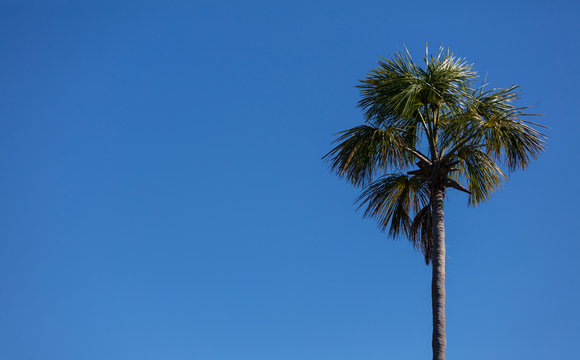 um p&eacute; de buriti com c&eacute;u azul ao lado