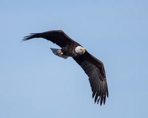 eagles