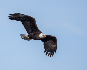eagles