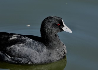 coot
