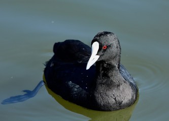 coot