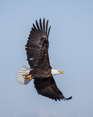 eagles