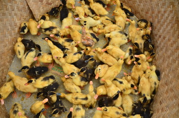 ベトナムのバクハ　花モン族の市場　可愛いひよこの群れ © koujim30