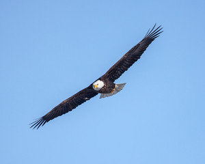 Obraz premium eagles