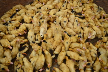 ベトナムのバクハ　花モン族の市場　可愛いひよこの群れ © koujim30