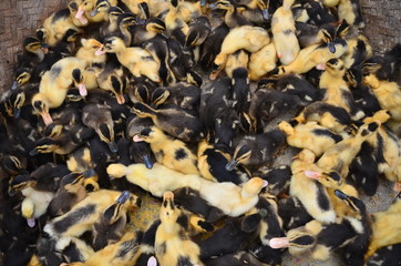 ベトナムのバクハ　花モン族の市場　可愛いひよこの群れ