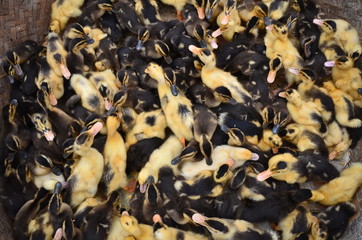 ベトナムのバクハ　花モン族の市場　可愛いひよこの群れ © koujim30