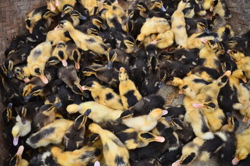 ベトナムのバクハ　花モン族の市場　可愛いひよこの群れ © koujim30