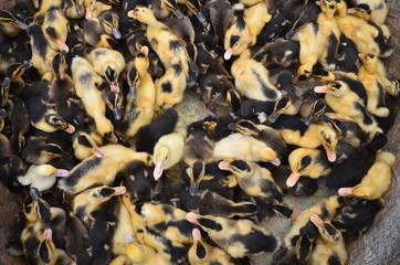 ベトナムのバクハ　花モン族の市場　可愛いひよこの群れ © koujim30