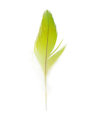 Beautiful parrot lovebird feather isolated on white background