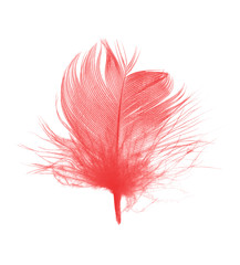 Beautiful red maroon feather isolated on white background