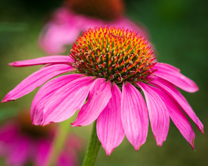 Details of a pink Daisy flower in the growing stage