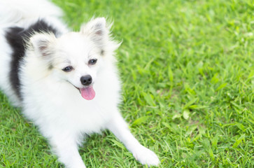 Closeup face of puppy pomeranian looking at something with green nature background, dog healthy concept, selective focus