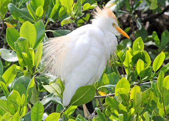 The cattle egret ruffled its feathers - - Jamaica