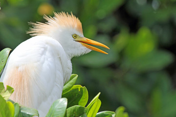 The cattle egret - Jamaica