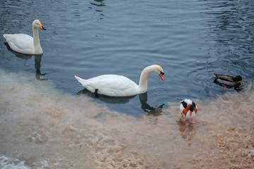 ducks and swans on the winter lake 