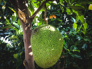 Fresh Jackfruit Hanging On The Tree Among Fresh Green Leaves In The Garden At The Village